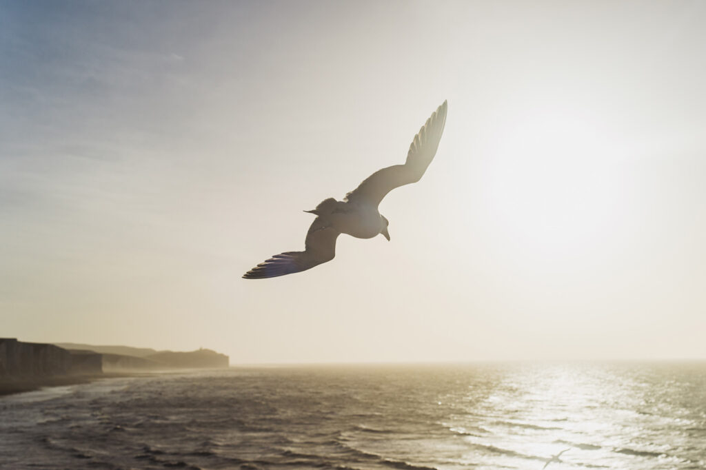 Möwe in der Luft am Meer